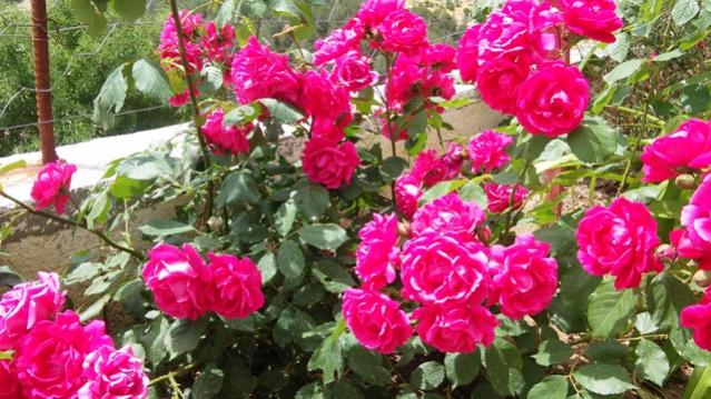 Name:  024.jpg
Views: 331
Size:  61.7 KB