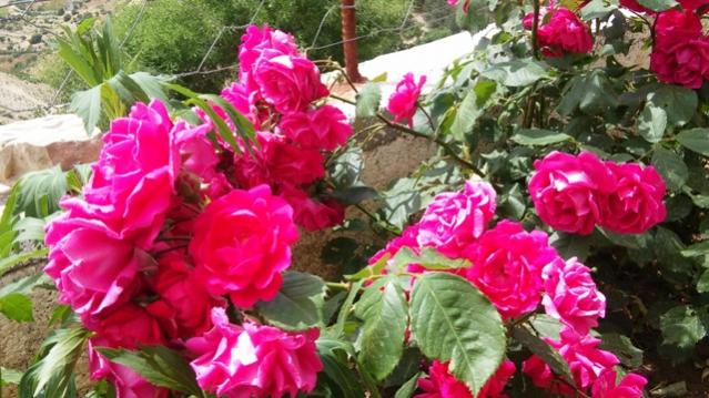 Name:  025.jpg
Views: 335
Size:  55.9 KB