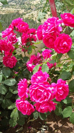 Name:  026.jpg
Views: 327
Size:  65.8 KB