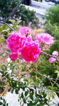 Name:  055.jpg
Views: 343
Size:  56.6 KB