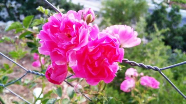 Name:  056.jpg
Views: 322
Size:  39.3 KB
