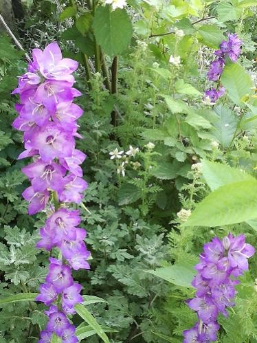 Name:  campanula.jpg
Views: 1188
Size:  51.8 KB