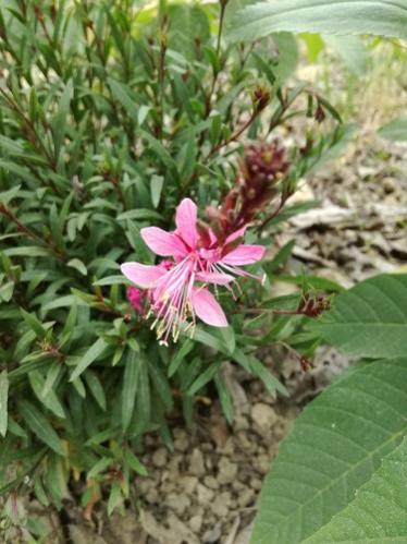 Name:  gaura.jpg
Views: 881
Size:  36.9 KB