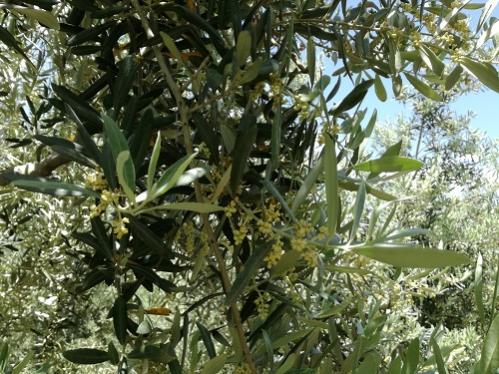 Name:  zeytin.jpg
Views: 1038
Size:  57.0 KB