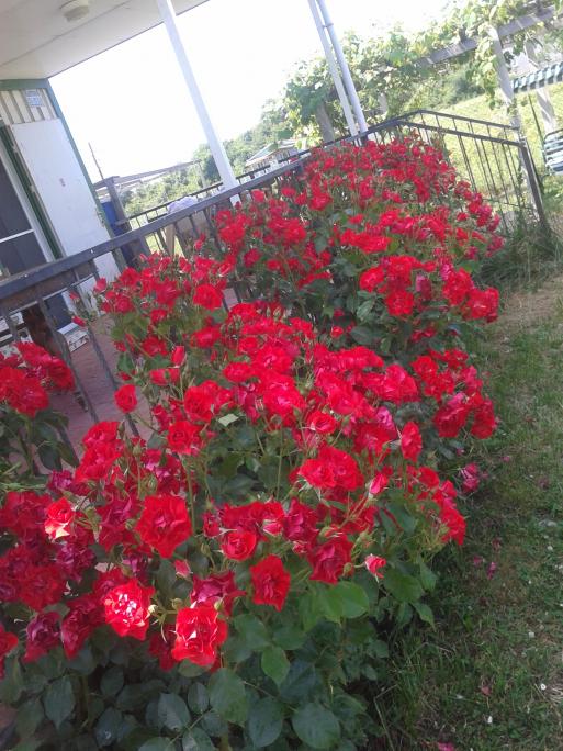 Name:  20190607_140529-min.jpg
Views: 1087
Size:  74.5 KB
