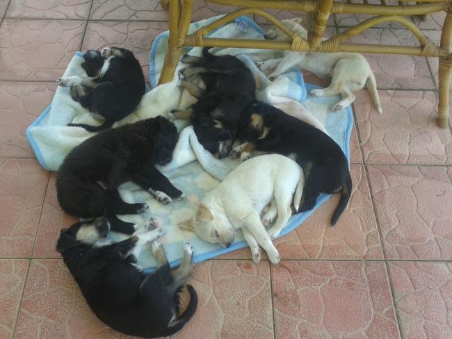 Name:  20190607_135341-min.jpg
Views: 1074
Size:  49.5 KB