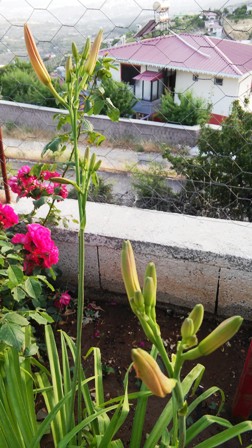 Name:  045.jpg
Views: 281
Size:  57.8 KB