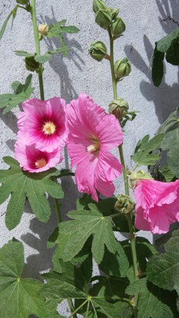 Name:  016.jpg
Views: 282
Size:  53.2 KB