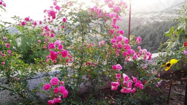Name:  049.jpg
Views: 277
Size:  58.2 KB