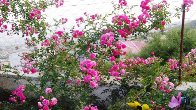 Name:  070.jpg
Views: 282
Size:  66.3 KB