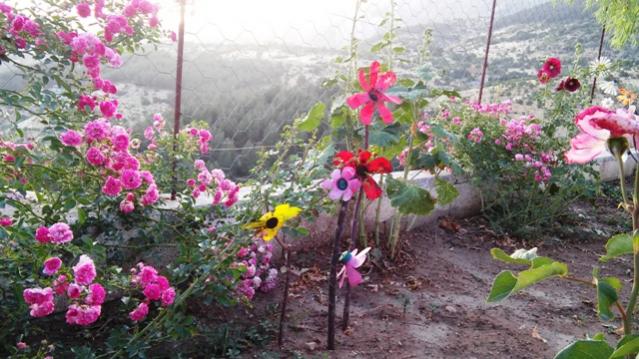 Name:  050.jpg
Views: 282
Size:  55.5 KB