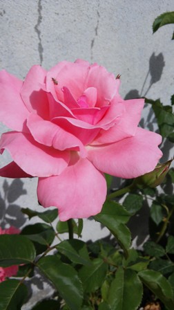 Name:  017.jpg
Views: 299
Size:  37.6 KB