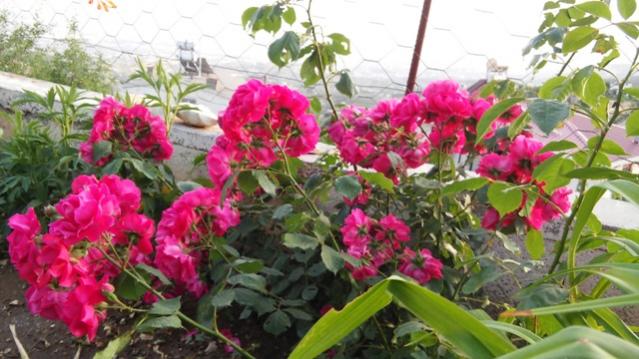 Name:  048.jpg
Views: 275
Size:  49.3 KB
