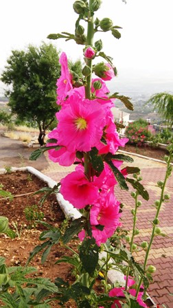 Name:  040.jpg
Views: 272
Size:  57.6 KB