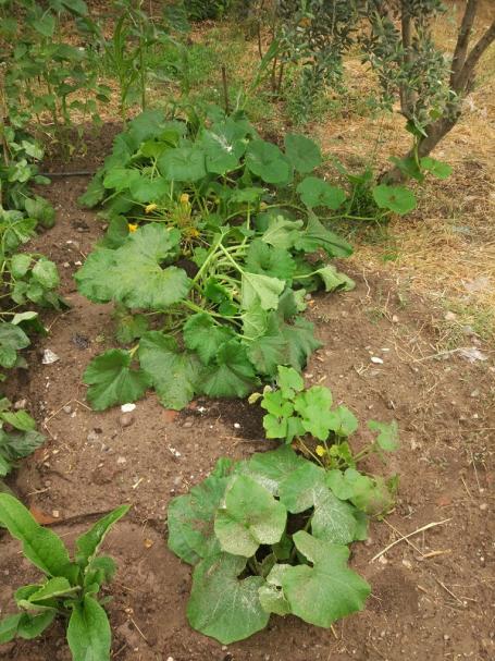 Name:  kabaklar.jpg
Views: 338
Size:  70.6 KB