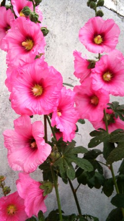 Name:  172.jpg
Views: 229
Size:  47.0 KB