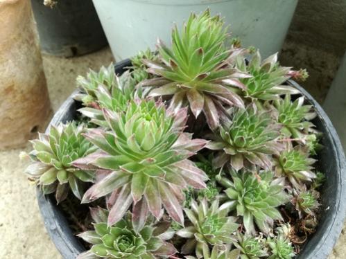 Name:  bahe sempervivum.jpg
Views: 1016
Size:  40.3 KB