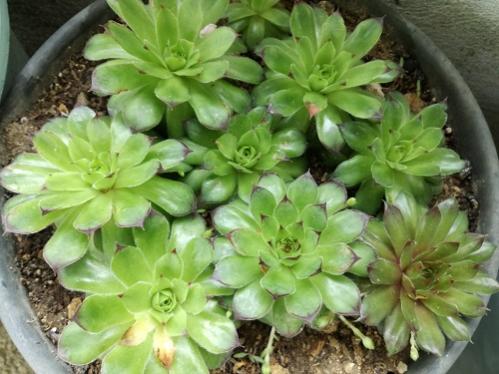 Name:  bahe sempervivum1.jpg
Views: 1077
Size:  37.1 KB