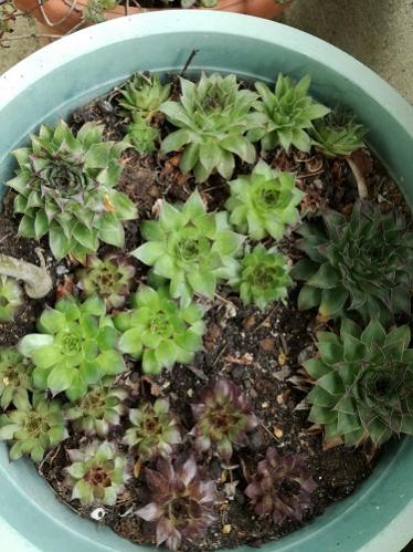 Name:  bahe sempervivum2.jpg
Views: 769
Size:  43.8 KB