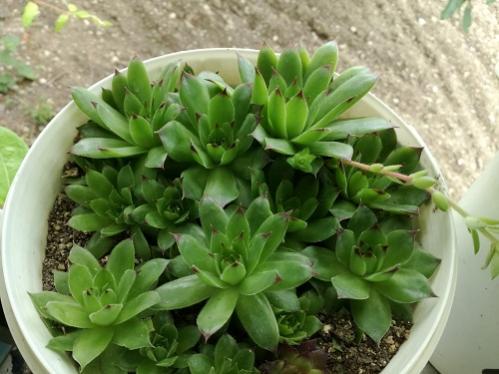 Name:  bahe sempervivum4.jpg
Views: 825
Size:  34.3 KB
