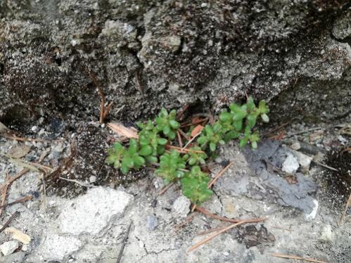 Name:  sedum.jpg
Views: 764
Size:  54.9 KB