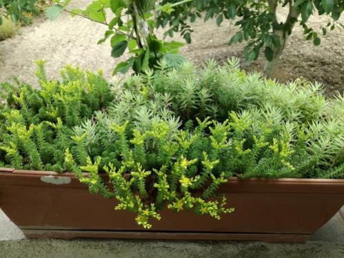 Name:  sedum1.jpg
Views: 743
Size:  45.5 KB