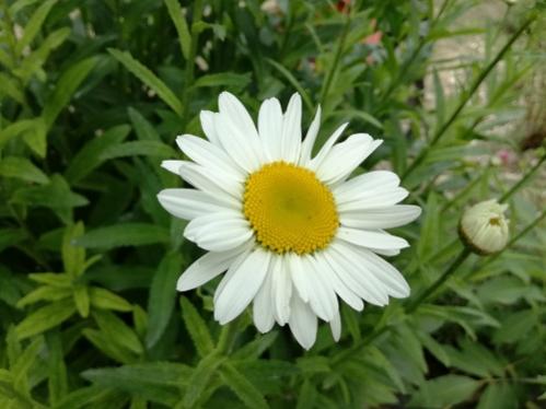 Name:  papatya.jpg
Views: 758
Size:  28.3 KB