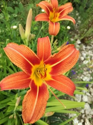 Name:  gn gzeli.jpg
Views: 790
Size:  35.4 KB