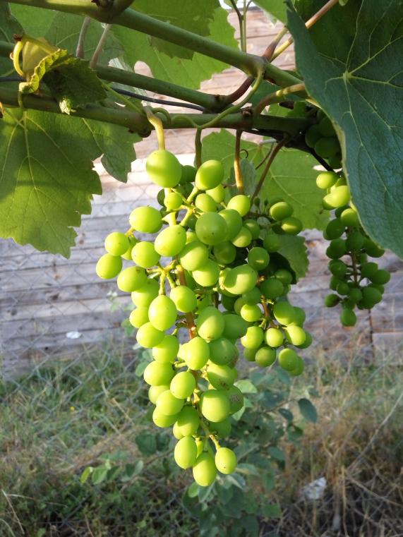 Name:  karazm.jpg
Views: 639
Size:  74.5 KB