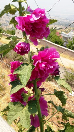 Name:  089.jpg
Views: 179
Size:  58.0 KB