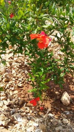 Name:  129.jpg
Views: 163
Size:  37.0 KB