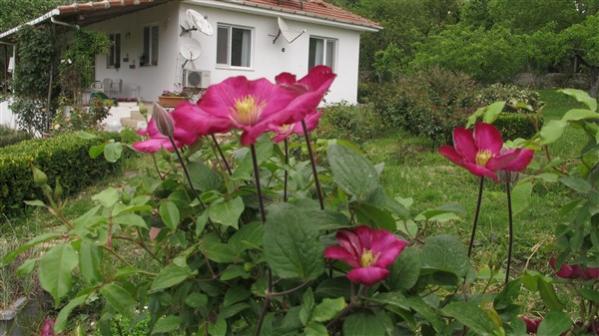 Name:  IMG_3983 (600 x 337).jpg
Views: 409
Size:  41.4 KB