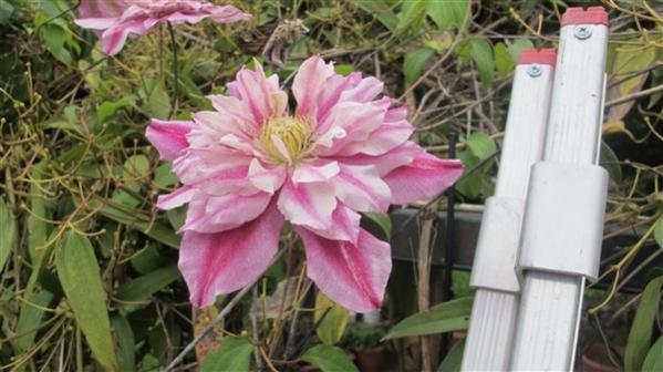 Name:  IMG_4037 (600 x 337).jpg
Views: 378
Size:  39.8 KB
