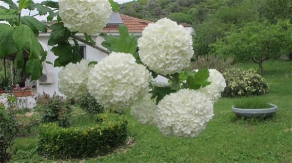 Name:  IMG_4001 (600 x 337).jpg
Views: 378
Size:  38.7 KB