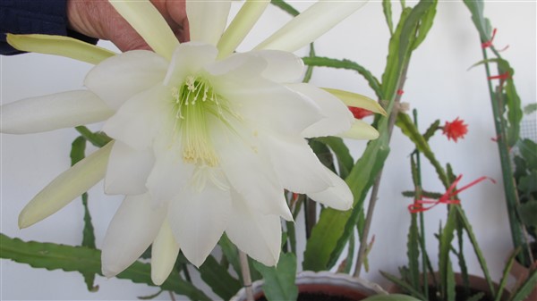 Name:  IMG_4011 (600 x 337).jpg
Views: 389
Size:  39.5 KB