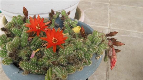 Name:  IMG_4318 (600 x 337).jpg
Views: 393
Size:  61.2 KB