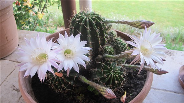 Name:  IMG_4261 (600 x 337).jpg
Views: 398
Size:  65.3 KB