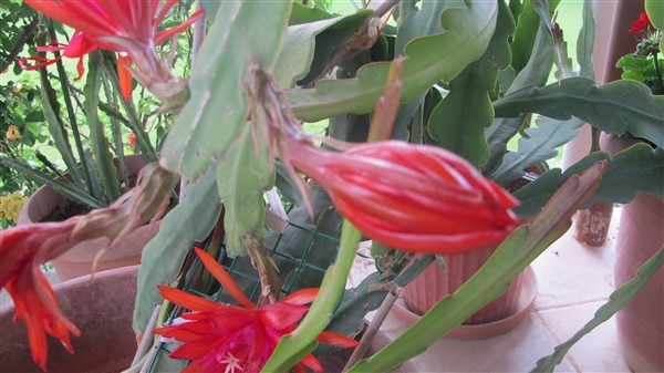 Name:  IMG_4108 (600 x 337).jpg
Views: 385
Size:  64.4 KB