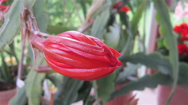 Name:  IMG_4106 (600 x 337).jpg
Views: 390
Size:  41.9 KB