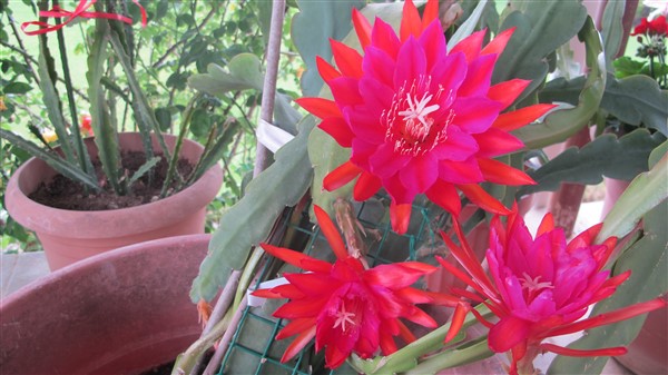 Name:  IMG_4103 (600 x 337).jpg
Views: 396
Size:  69.1 KB