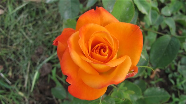 Name:  IMG_4271 (600 x 337).jpg
Views: 681
Size:  44.2 KB
