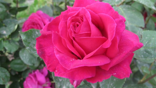 Name:  IMG_4079 (600 x 337).jpg
Views: 690
Size:  46.3 KB
