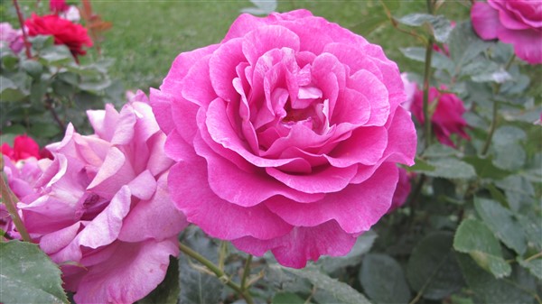 Name:  IMG_4285 (600 x 337).jpg
Views: 695
Size:  58.0 KB