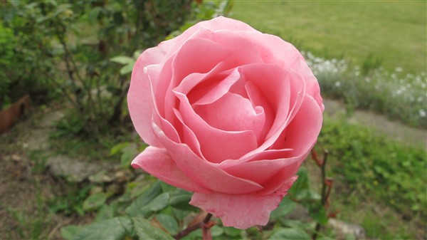 Name:  IMG_3962 (600 x 337).jpg
Views: 686
Size:  45.9 KB