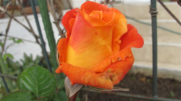 Name:  IMG_3967 (600 x 337).jpg
Views: 701
Size:  42.0 KB
