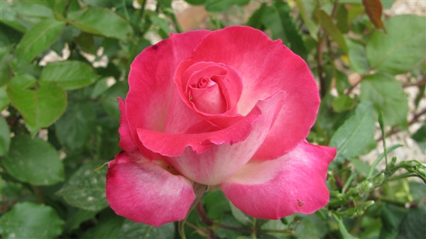 Name:  IMG_3975 (600 x 337).jpg
Views: 690
Size:  47.1 KB