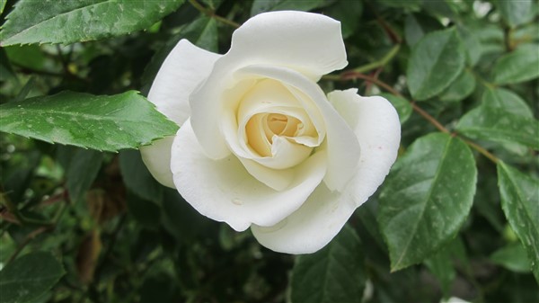 Name:  IMG_4053 (600 x 337).jpg
Views: 684
Size:  42.4 KB
