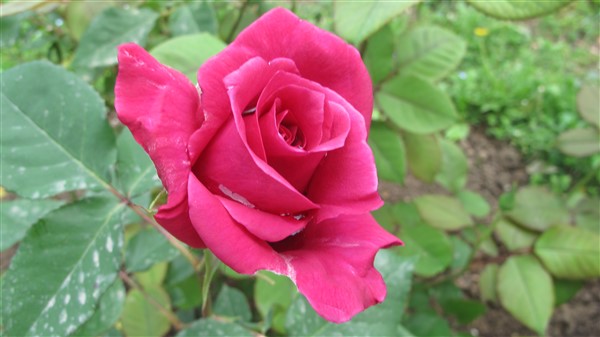 Name:  IMG_4025 (600 x 337).jpg
Views: 695
Size:  47.0 KB