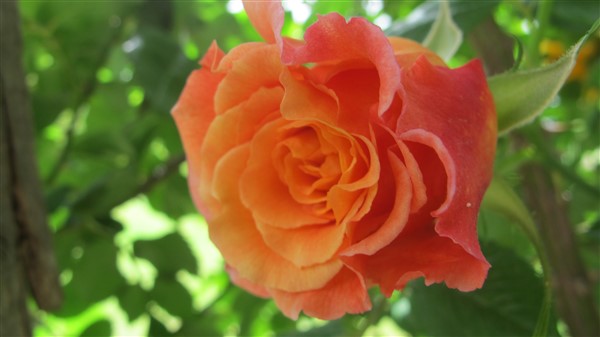 Name:  IMG_4058 (600 x 337).jpg
Views: 684
Size:  38.9 KB