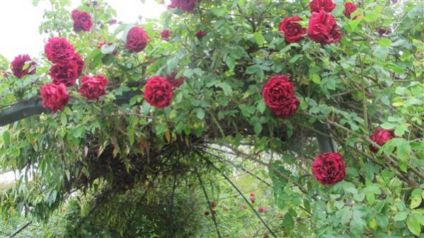 Name:  IMG_3984 (600 x 337).jpg
Views: 686
Size:  51.8 KB